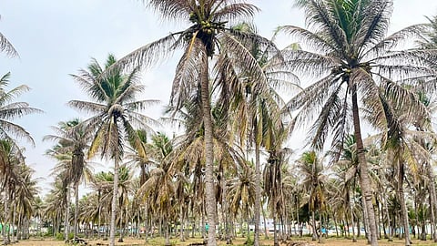 Coconut farms affected by black headed caterpillar in Tirupattur