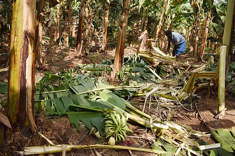 Two wild elephants that are camping at Muruganpathy in Madukkarai Taluk damaged crops and agri motors of few farmers