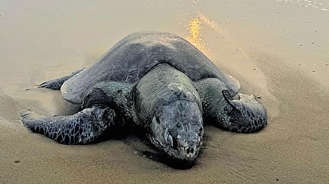 The death toll crosses 500, with 30 carcasses washing ashore between Marina and Kovalam on Friday