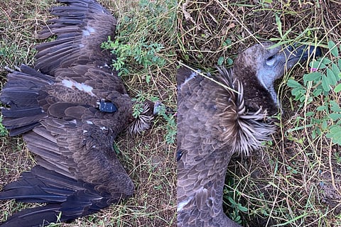 The bird had travelled an impressive 4,000 kilometres across multiple states over five months