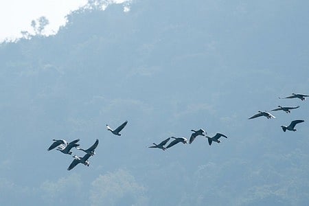 The border sectors showed highest concentrations.