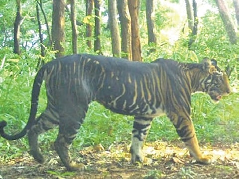 File photo of a melanistic tiger taken by cameras installed in STR