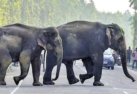 This development is inspired by similar AIR services in Chhattisgarh about the movement of elephants.