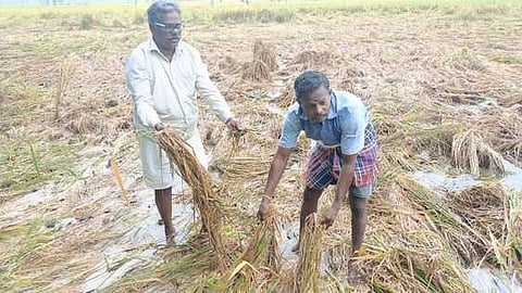 Farmers displaying damaged paddy crops in fields near Mayiladuthurai on Sunday after heavy rains. (Representative Image)