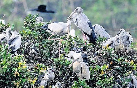 Asian openbill storks spotted at Nelapattu Bird Sanctuary on Monday
