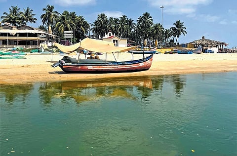 Magical Goa moment with dolphins, joy and the wonder of life