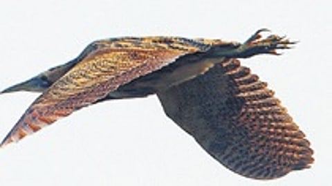 The Great Bittern, which goes by the species name Botaurus Stellaris, is a member of the heron family and characterised by its puffy-brown plumage