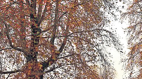 Kashmir chinars get digital protection through geo-tagging with QR-code