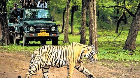 Ranchi Diary | Four zoo safaris across wildlife sanctuaries