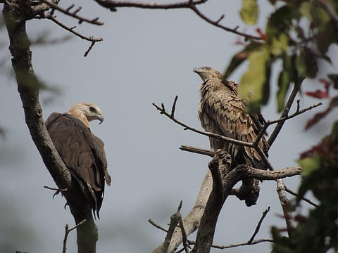 A pair of Pallas's fish eagles at the Asan Ramsar site in Dehradun district (Photo | Special arrangement)