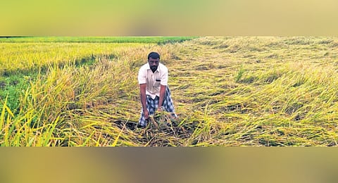 Paddy crop in delta districts affected by unseasonal rain