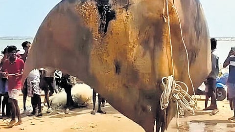 The endangered oceanic manta ray (Mobula birostris)