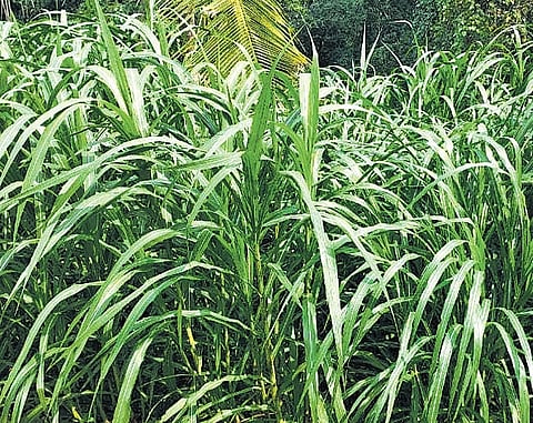 Napier grass grown on the Nettukaltheri open prison
campus in the capital