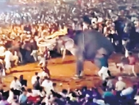 Elephant that turned violent at Tirur
| FILE PICTURE