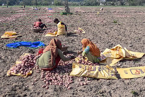 Farmers harvest potatoes at a field on the outskirts of Lahore on January 23, 2025. A winter drought is ravaging crops in Pakistan's breadbasket, farmers said on January 23, with the region parched by a 40 percent drop in rainfall.