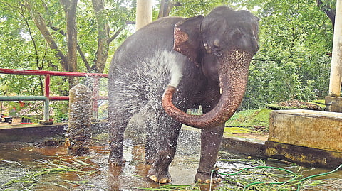 With no new captive-elephant birth in last 20 years, numbers drop sharply in Kerala