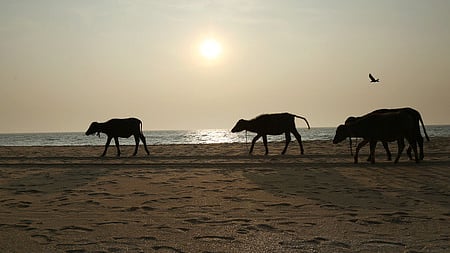 Domesticated buffaloes take a sunset stroll on Valappu beach (Representative Image)