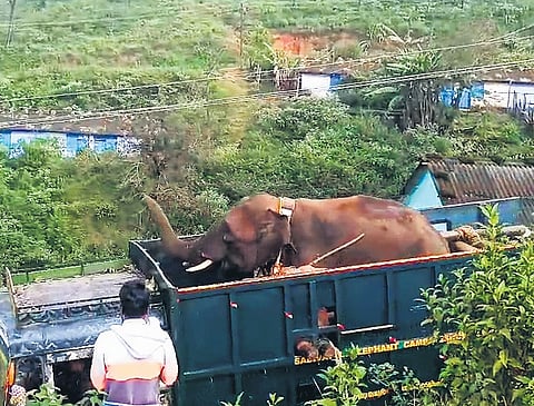 The elephant, which frequently damaged crops and houses, was captured at Ayyankolly by a team of 50 forest staff with the help of kumkis, sources said.