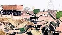 According to researchers, dust from mines that settles on leaves could impede a variety of functions crucial for the plants and trees to grow and remain healthy.