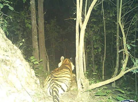 After a 10-day disappearance, a tiger has reappeared in the Bhandaria forests of Garhwa and reportedly killed an animal.