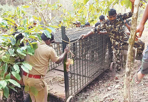 Forest department officials setting up a cage at Pancharakolli in Mananthavady
on Friday