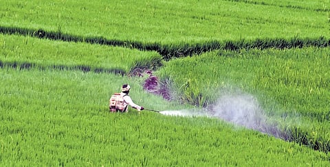 A paddy field near Gangavati in Koppal district