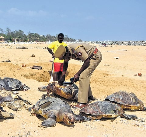 On Saturday, around 85 new Olive Ridley carcasses beached in Chennai. In Kovalam, 21 more carcasses were reported
