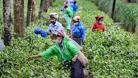 Tea garden workers.