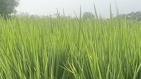 Farmers say the crop is in the flowering stage and water is necessary
