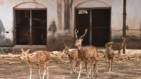 A snapshot from the deer park on Hill Palace campus
