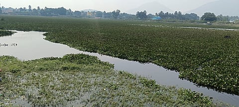 A Picture of overgrowths of Water Hyacinth in the Papparapatti lakes.