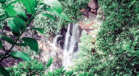 Another tragic incident where a leopard was fatally struck by a vehicle near the proposed corridor site.