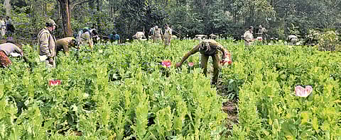 Officials discovered 2,100 plants on one acre of revenue land near Edalbedha village, with an estimated value of Rs 42 lakh.