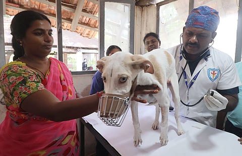 A five months old puppy with intestinal Intussusception was successfully treated through surgery for the first time in Madurai by the animal husbandry department team.