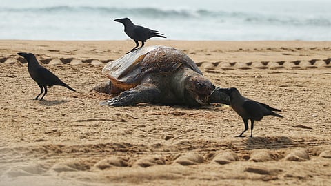 The death of Olive Ridley turtles during their
nesting season along the Chennai coast is becoming a growing concern