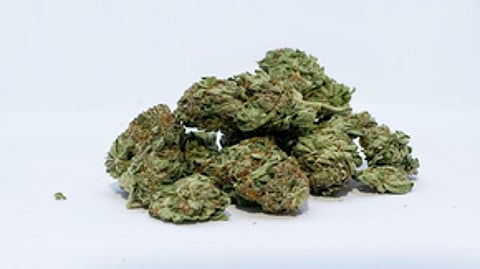 Known locally as OG, hydroponic ganja is as potent as cocaine, as the tetrahydrocannabinol (THC) content is 30%-40% compared to 3%-4% found in regular ganja.