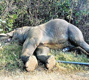 Carcass of the tusker lying near Jaduloisingh village in Jujumura