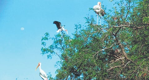 A file photo of birds perched on the branches of a tree at Chintapalli.