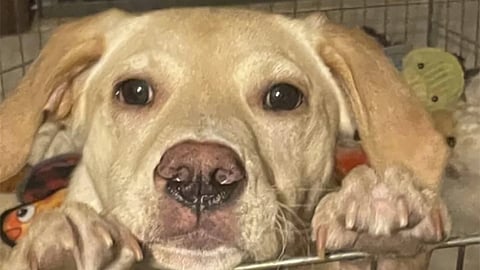 In this photo provided by Animal Shelter of Schoharie Valley shows Whiskey, one of two dogs that survived an animal rescue flight crash in November 2024 that killed the pilot, at his new home in Middletown, Conn., in Jan 2025.