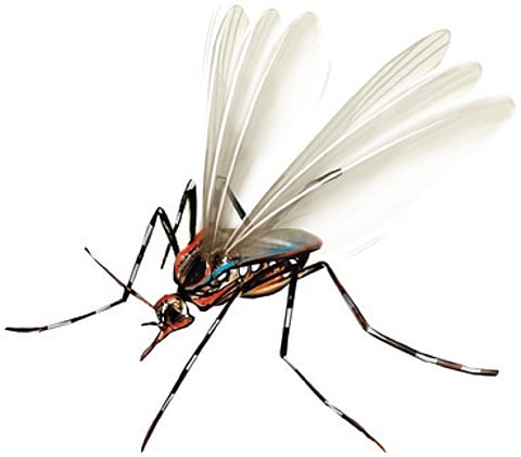 An official from the BMC health wing attributed the increased density to breeding of nuisant/non-disease causing mosquitoes.