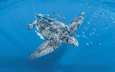 The beauty of The Animal Sensemaker lies in its simplicity.