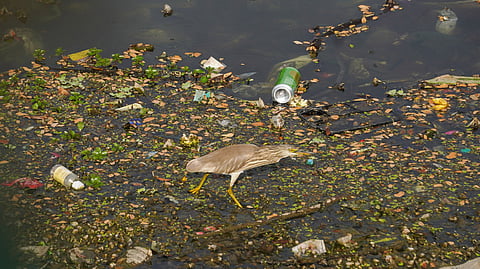 waste thrown into a lake in Bengaluru