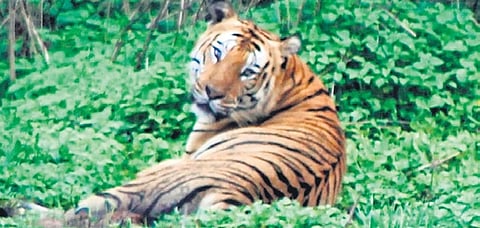 Tiger-occupied area grows by 30% over the last 20 years, study finds