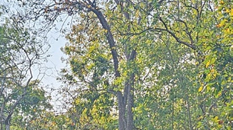 Study reveals 40.85 per cent of Similipal Biosphere Reserve highly susceptible to forest fires