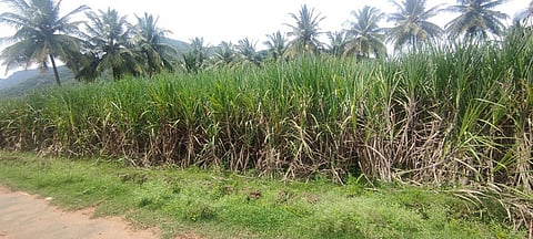 Farmers have blamed the spread of the insect on the mills and the agriculture department's failure to identify the infestation, which is spread across the district.