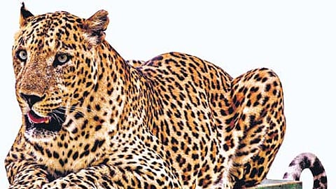 Fading Spots: Frequent seizures of leopard skins spark conservation concerns in Odisha