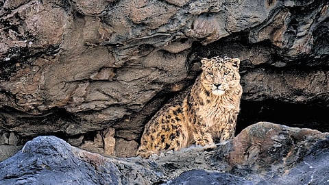 Wildlife photographer Yogesh Bhatia captures untamed passion of snow leopards in Spiti Valley