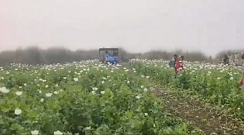 Assam CM Sarma shared a video on X that shows a tractor destroying poppy plantations in the presence of security personnel.
