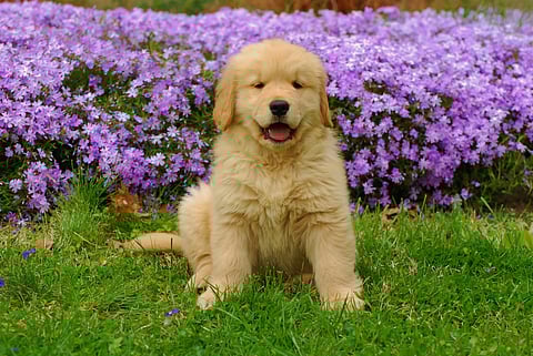 On National Golden Retriever Day, widely celebrated in the United States, it feels only fitting to celebrate these fluffy bundles of joy.