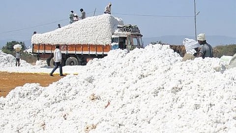 Representational image of cotton.